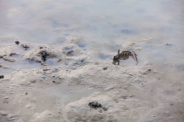 istock Close up view of real mud skipper by the shore 880904908