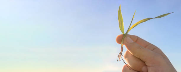 istock Hand Holding Wheat Seedling. Growth concept, Young sprout. 880904966