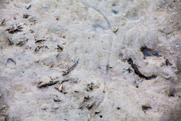 Close up view of real mud skipper by the shore