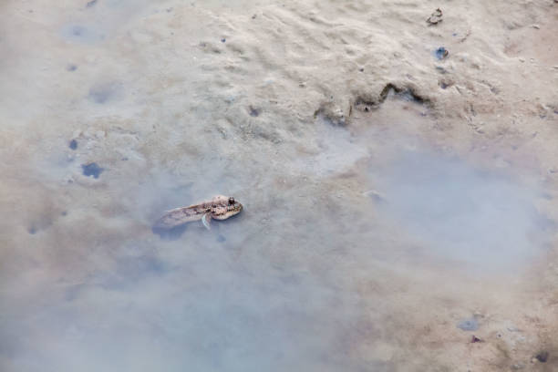 istock Close up view of real mud skipper by the shore 880905156