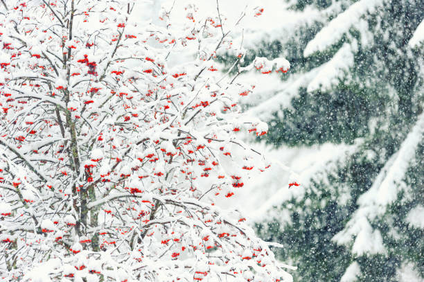 winterwald - eberesche bei schneefall - winter woods frost fragility stock-fotos und bilder