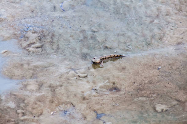 istock Close up view of real mud skipper by the shore 880905444