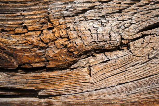 textura de fundo natural escura madeira. - knotted wood brown wood material - fotografias e filmes do acervo