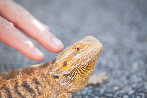 istock Real dragon lizard portrait view in close up with blur background 880915082