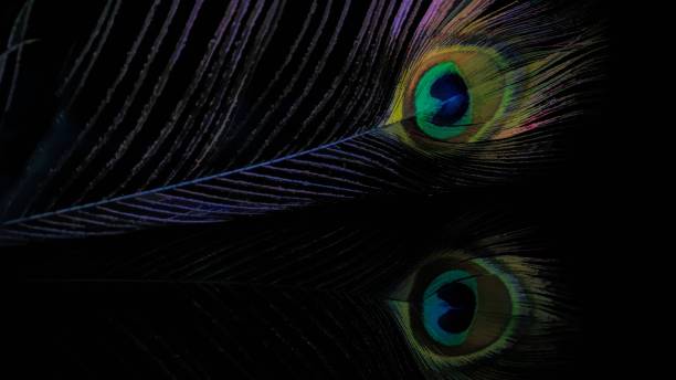 istock Abstract macro peacock feather, blur, multicolored exotic bird 880915186