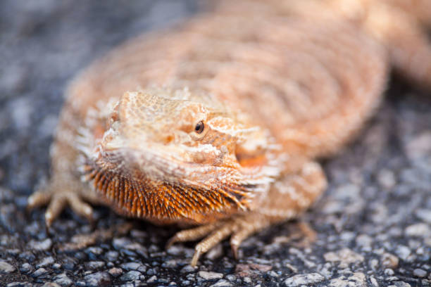 istock Real dragon lizard portrait view in close up with blur background 880917436