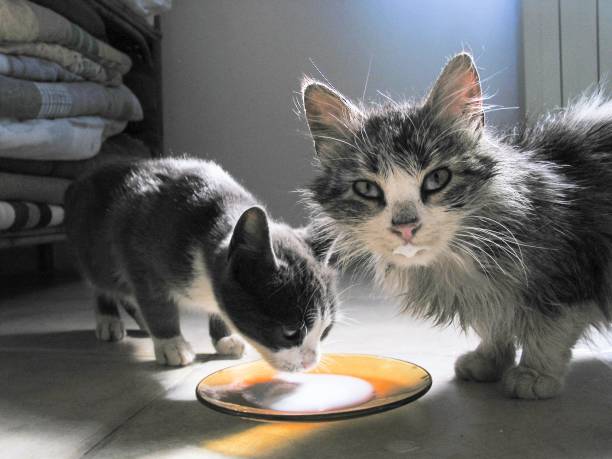 istock Street cats drinking milk 880917862
