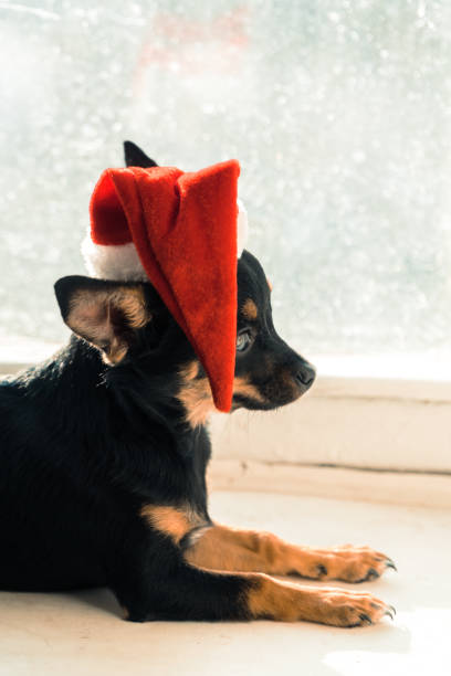 istock A dog in a Christmas hat. 880920684