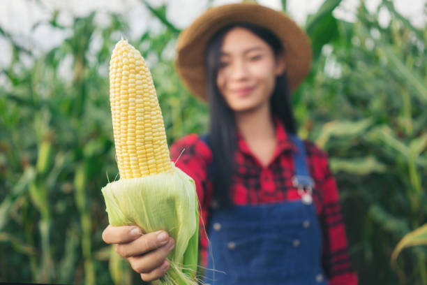 istock Happy farmer in the corn field 880920998