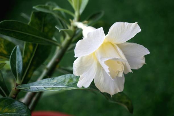 家庭園芸用白黄色アデニウムの表示を閉じる - transgenic cotton ストックフォトと画像