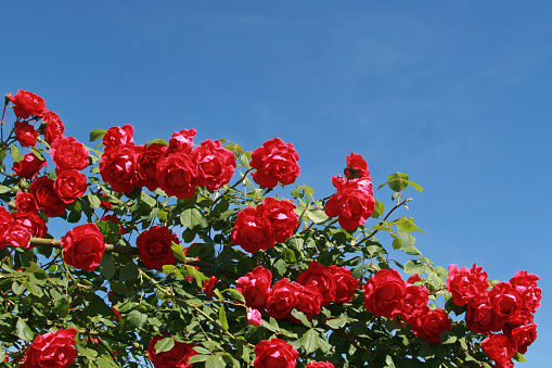 red climbing rose in front of blue sky, in sunlight