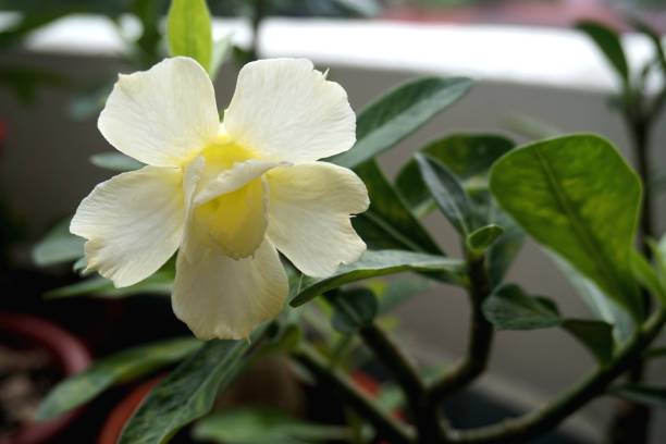 visão estreita de adenium amarelo branco para jardinagem home - transgenic cotton - fotografias e filmes do acervo