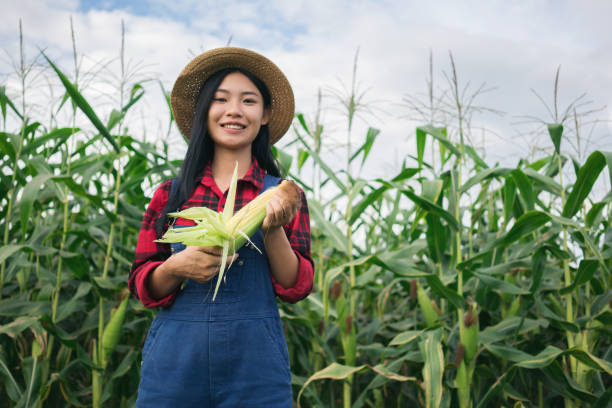 istock Happy farmer in the corn field 880924742