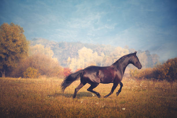 istock Black horse galloping on the trees and sky background in autumn 880927318
