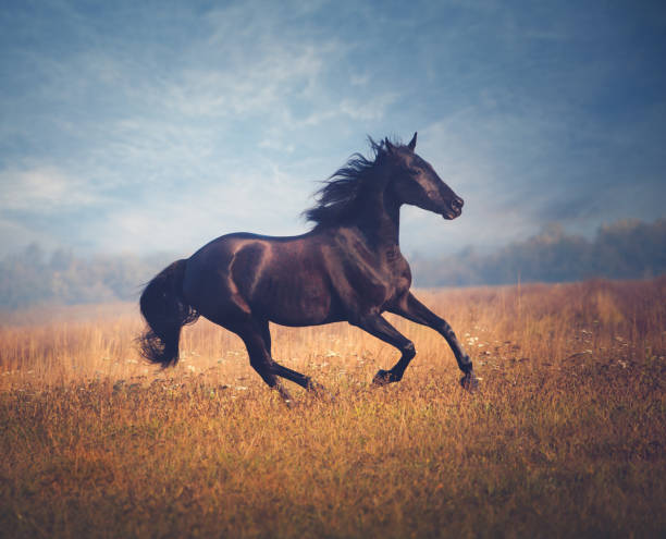 istock Black horse galloping on the trees and sky background in autumn 880927350