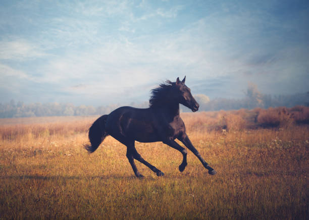 istock Black horse galloping on the trees and sky background in autumn 880927378