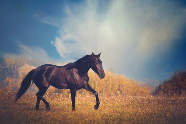 istock Black horse galloping on the trees and sky background in autumn 880927412