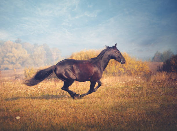 istock Black horse galloping on the trees and sky background in autumn 880927434