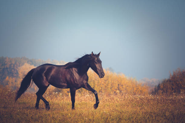 Black horse galloping on the trees and sky background in autumn