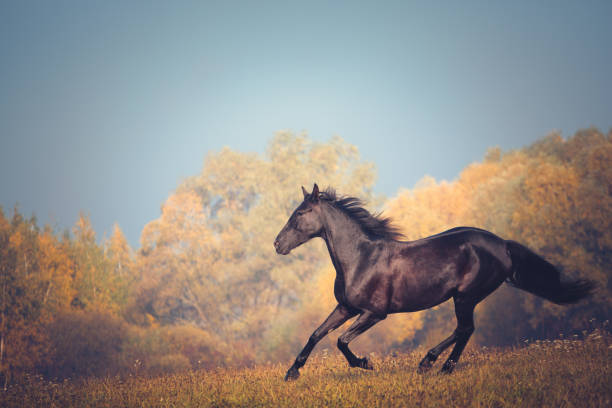 istock Black horse galloping on the autumn nature background 880930176