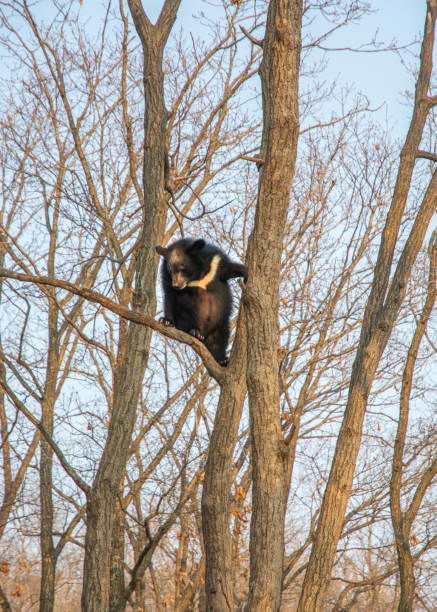 istock bear cubs play in a tree, climbed high on the branches and a cute bite each other. 880930936