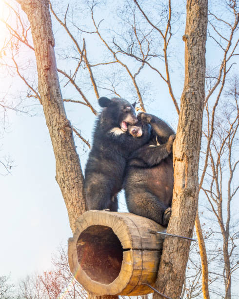 bear cubs play in a tree, climbed high on the branches and a cute bite each other. - bear finland brown bear europe imagens e fotografias de stock