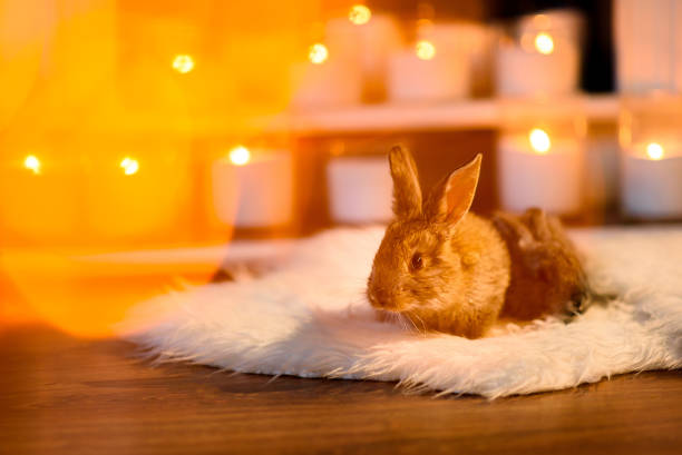 istock couple of rabbits one before another colored yellow by a light glare 880933196