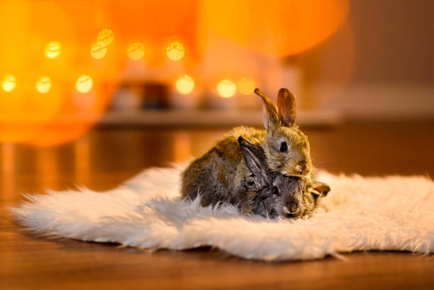istock two rabbits sitting one on another on a furry white carpet 880933220