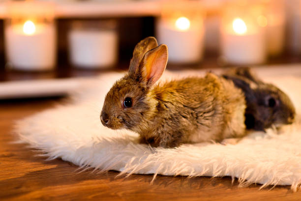 istock Two shy grey rabbits one before another on a furry white carpe 880933242