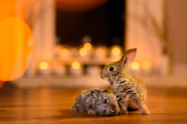 istock Two frightened rabbits on the floor 880933252