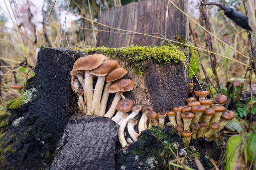 Mushroom Honey fungus grow under the bark of stump, in the autumn forest.