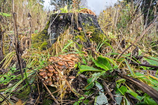 Mushroom Honey fungus grow on a stump in the rainy, autumn forest.