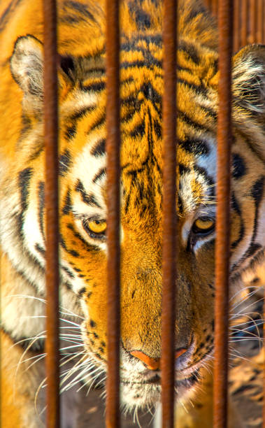 istock the Amur tiger is looking at us through the bars. 880933834