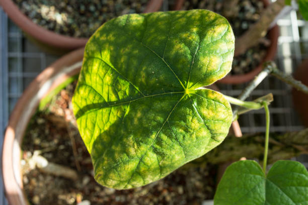 istock big leaf in ton pot of chasmanthera dependens 880934304