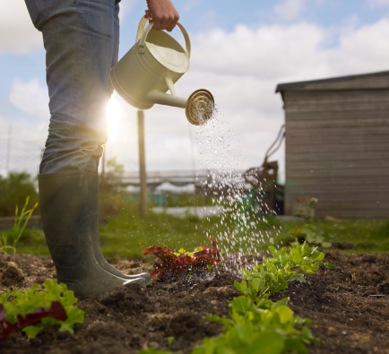 Young woman, wearing jeans and green wellington boots, watering allotment plot.