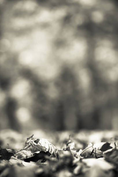selective focus macro close up on dead dry leaves covering ground forest pathway in fall autumn season in black and white
