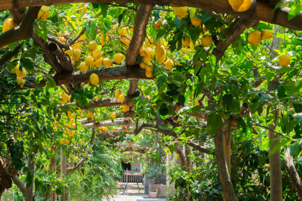 istock Lemon garden of Sorrento 880939798