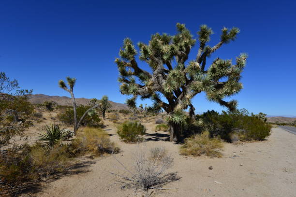 istock Joshua Tree at the Joshua Tree National Park. 880939810