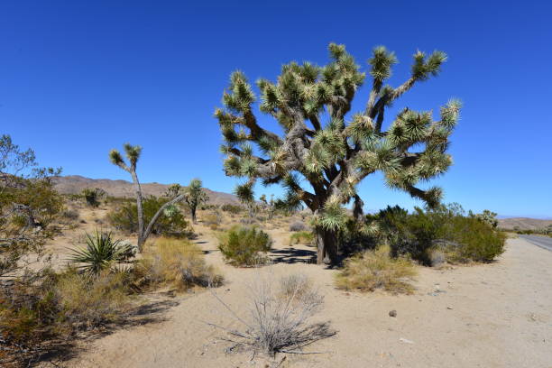 istock Joshua Tree at the Joshua Tree National Park. 880939918