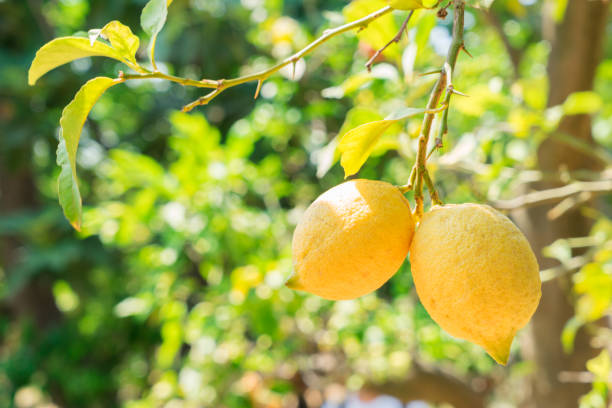 istock Lemon garden of Sorrento 880939946
