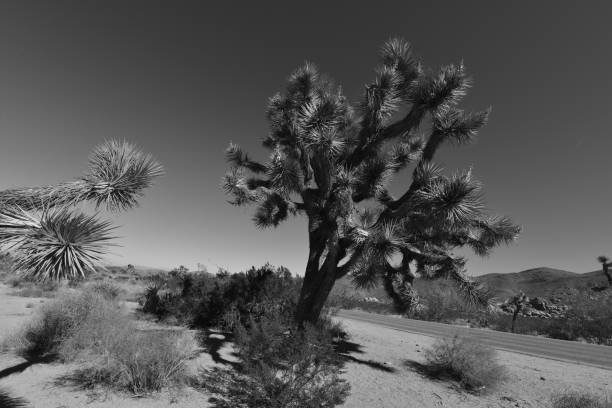 istock Joshua Tree at the Joshua Tree National Park. 880940370