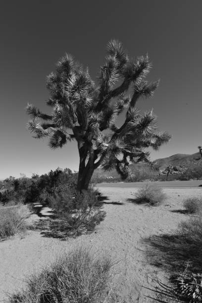 istock Joshua Tree at the Joshua Tree National Park. 880940462