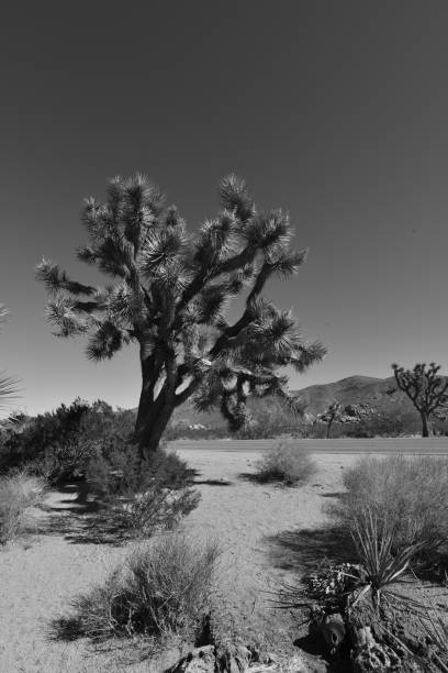 istock Joshua Tree at the Joshua Tree National Park. 880940570