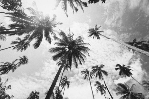 istock Tropical palm trees, Railay Beach, Thailand 880940676