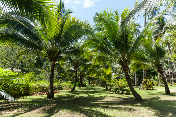 istock Tropical palm trees nature park, Railay Beach, Thailand 880940826