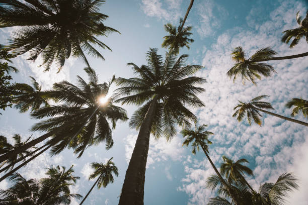 istock Tropical palm trees, Railay Beach, Thailand 880942922