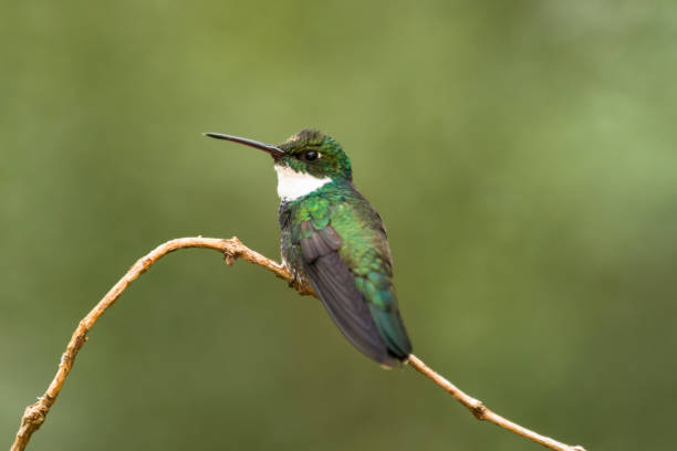 istock White-throated hummingbird (Leucochloris albicollis) 880946610