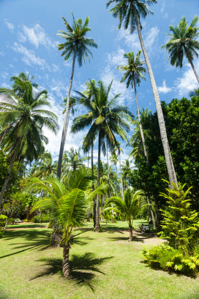 istock Group of tropical palm trees, Thailand 880947534