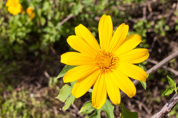 istock Mexican Sunflower Weed or Tithonia diversifolia 880949778