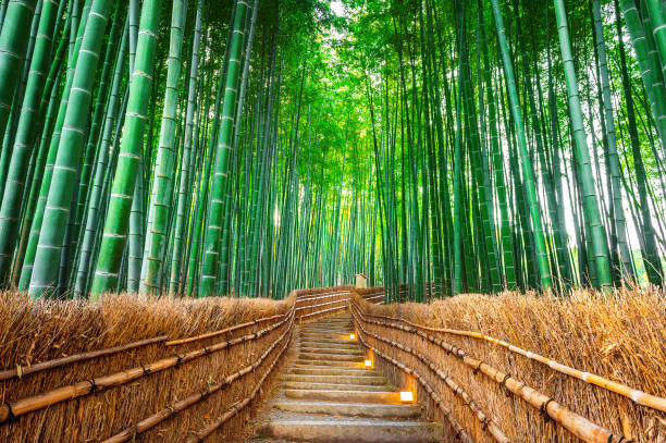 istock Bamboo Forest in Kyoto, Japan. 880949790